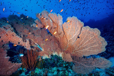 Gorgonain fancoral at a colorful reef of the red sea