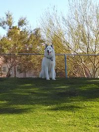 Dog by trees against sky