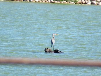 Bird perching on a sea