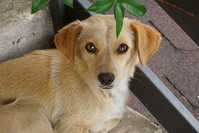 Close-up portrait of a dog