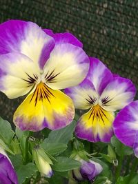 Close-up of yellow flower