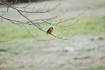 Bird perching on twig
