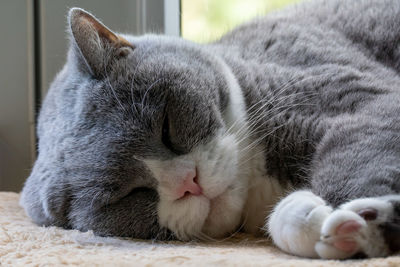 Close-up of cat sleeping