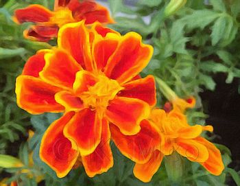 Close-up of orange flower blooming outdoors