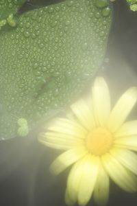 Close-up of water drops on flower