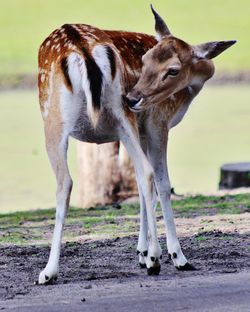 Close-up of horse standing on field