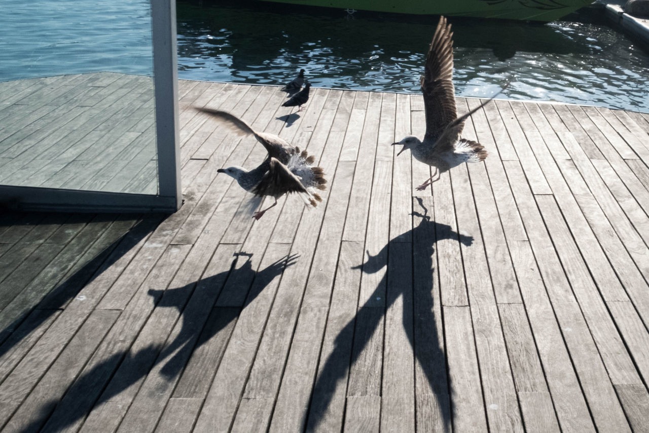 HIGH ANGLE VIEW OF BIRDS ON PIER