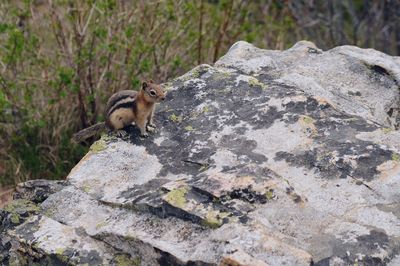 Squirrel on rock