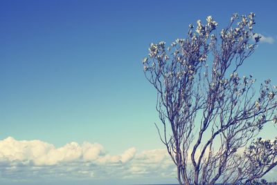 Low angle view of trees against blue sky