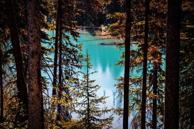 View of pine trees in forest