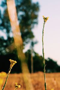 Close-up of plant growing on field