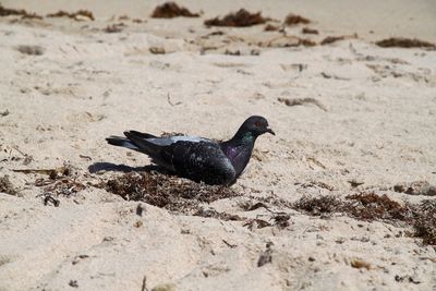 Pigeon on the beach 