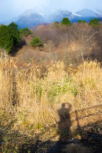 Scenic view of landscape