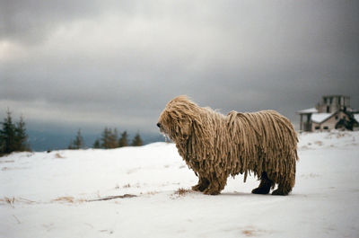 Extraordinary long hair shepherd dog in the snow-covered carpathian mountains against the sky