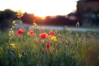 Close-up of flowering plants on field during sunset