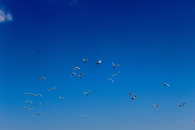 Low angle view of birds flying in sky