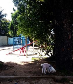 Dog relaxing on a tree