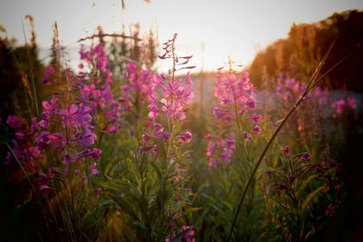 Close-up of purple flowering plants on field