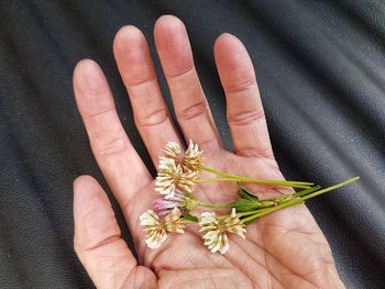 Cropped hand of man holding flowers on sofa