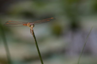 Close-up of dragonfly on plant