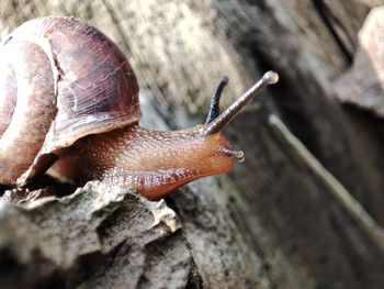 Close-up of snail life on the wood