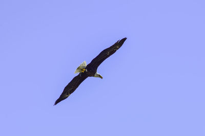 Low angle view of eagle flying in sky