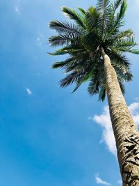 Low angle view of coconut palm tree against blue sky