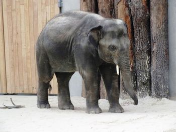 Elephant standing by wall