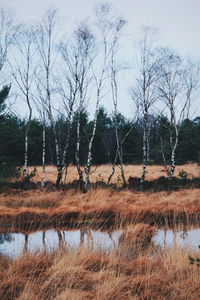 Bare trees on field against sky