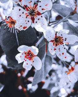 Close-up of cherry blossoms