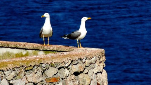 Seagulls perching on a wall