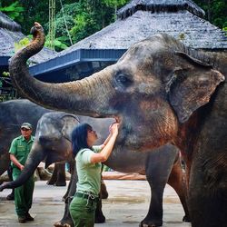 Full length of elephant in zoo