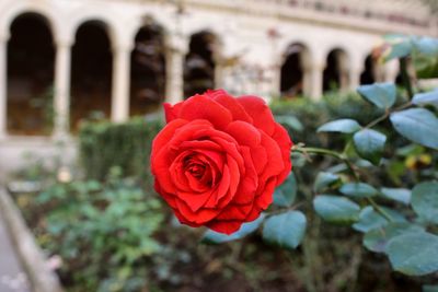 Close-up of red rose