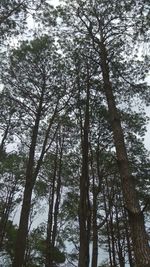 Low angle view of trees in forest against sky