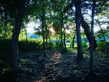 Trees growing in forest