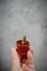 Cropped hand holding potted plant