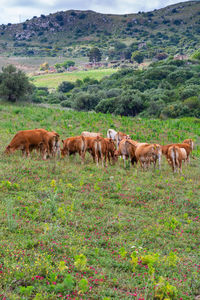 Horses in a field