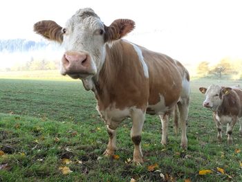 Portrait of cow standing on field against sky