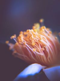 Close-up of yellow flower