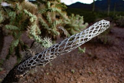 Close up of a spider web