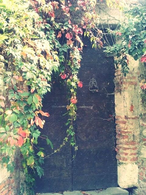 plant, growth, leaf, wall - building feature, ivy, built structure, architecture, flower, green color, building exterior, nature, wall, brick wall, growing, day, stone wall, outdoors, no people, creeper plant, potted plant