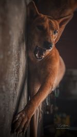 Portrait of dog looking at camera