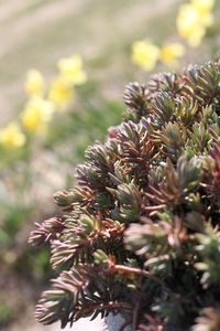 Close-up of flowering plant on field