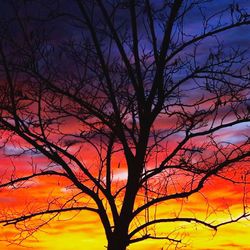 Low angle view of bare trees against sky at sunset