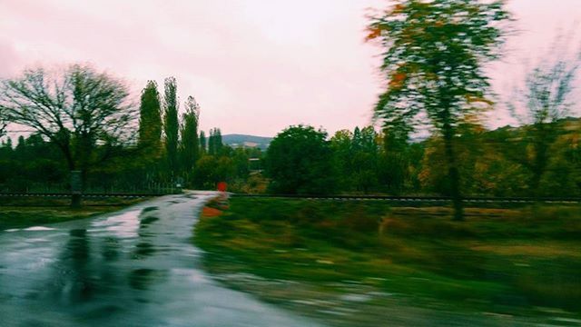 the way forward, tree, transportation, road, diminishing perspective, vanishing point, sky, road marking, street, nature, country road, no people, empty road, growth, outdoors, day, tranquility, treelined, weather, tranquil scene