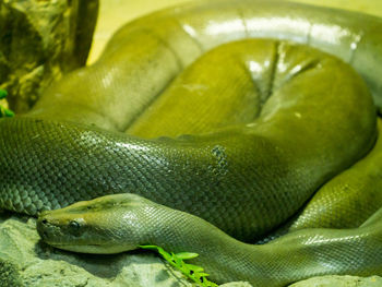 Close-up of snake