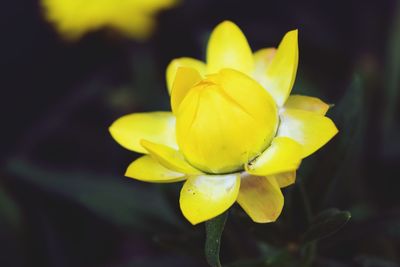 Close-up of yellow flowering plant