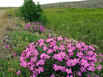 Purple flowering plant in field