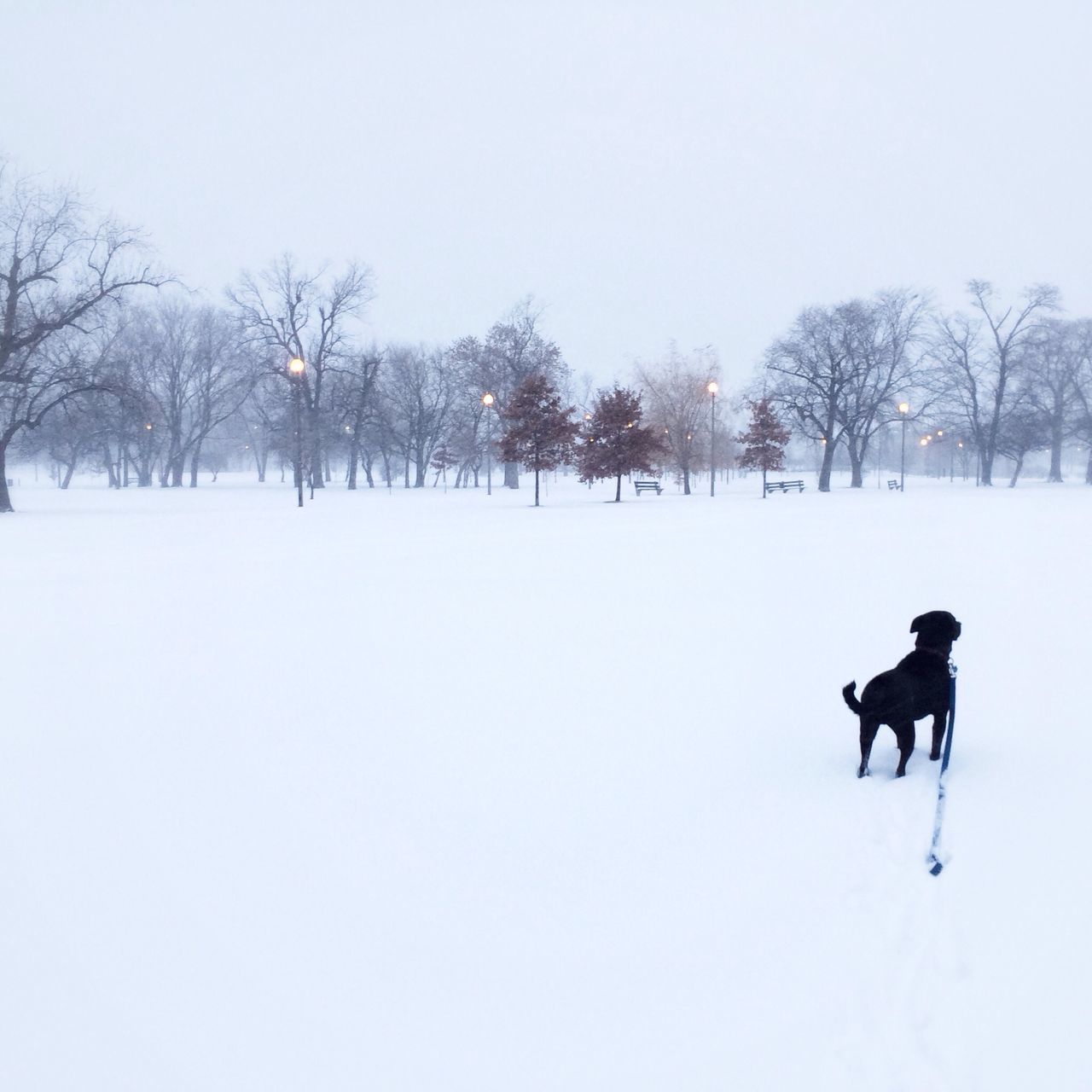 winter, snow, domestic animals, animal themes, cold temperature, dog, mammal, season, pets, one animal, tree, clear sky, weather, field, copy space, white color, covering, nature, landscape, tranquility