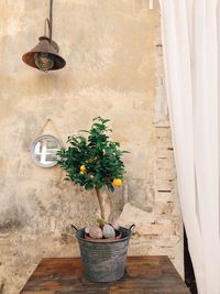 Potted plant on table against wall